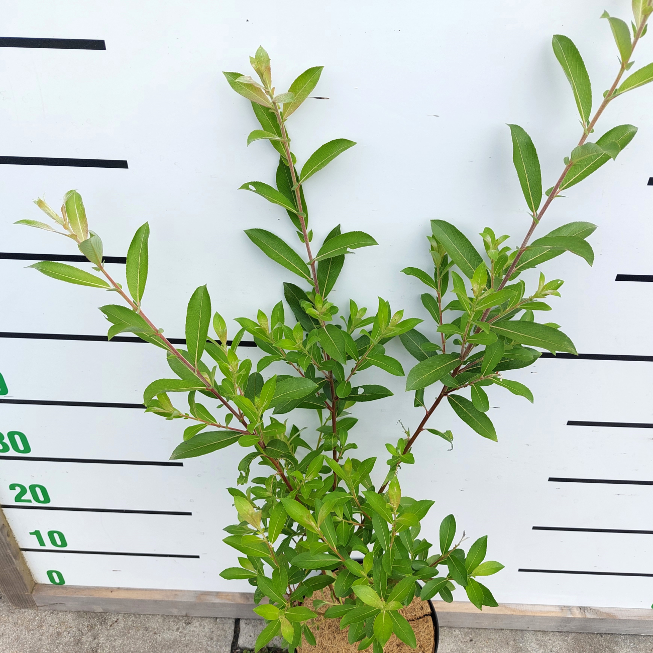 Obrázok Vŕba štíhlopestíková (Salix gracilistyla) ´MOUNT ASO´® výška: 20-30 cm, kont. C3L - KRÍK
